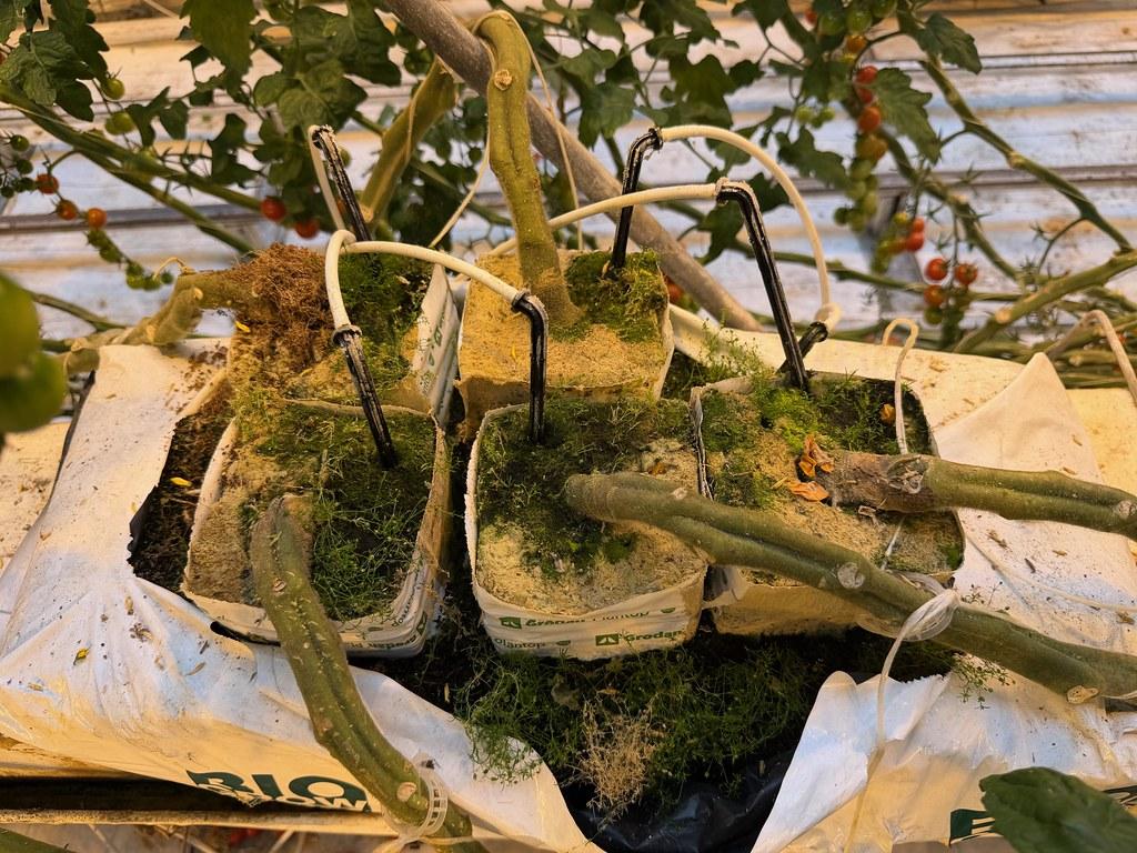Greenhouse