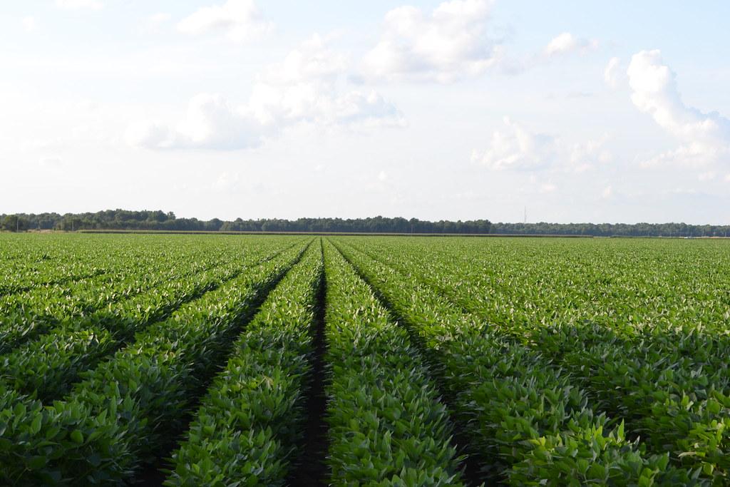Open Field