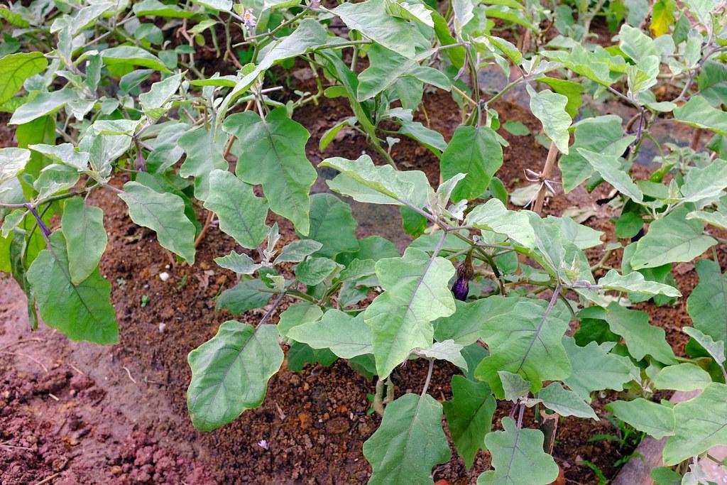 Garden Eggs — Open Field