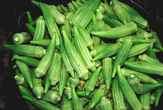 Okra — Open Field