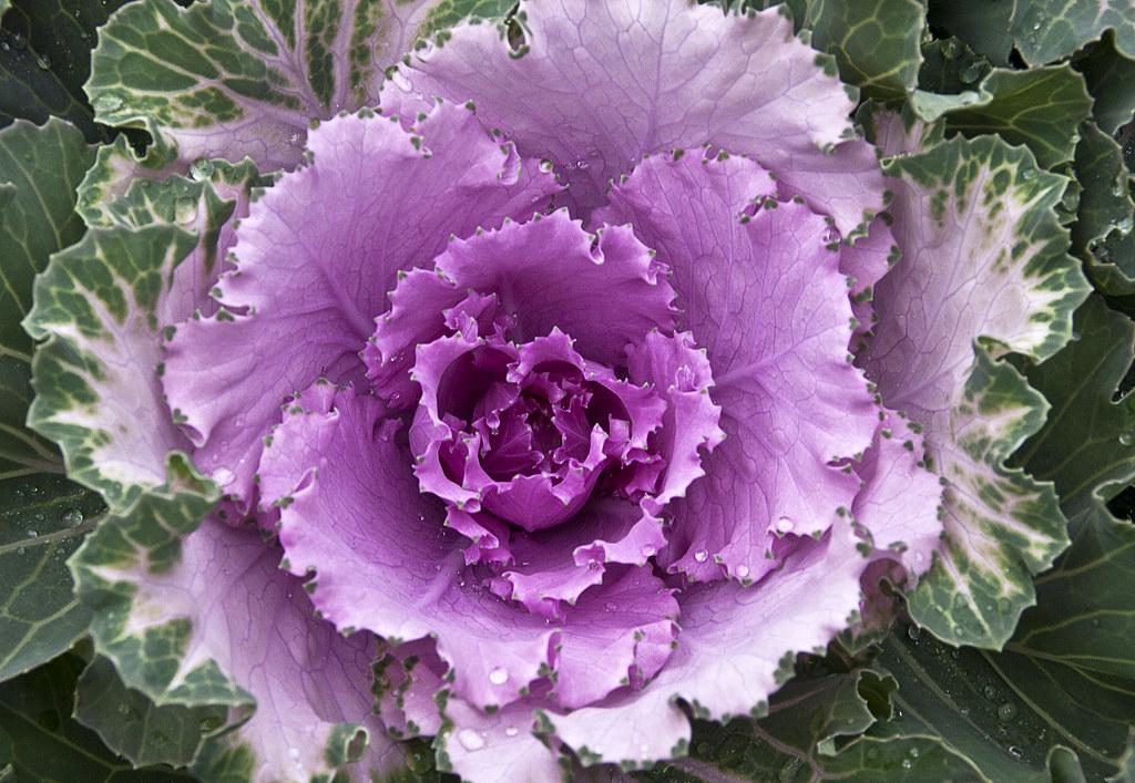 Cabbage — Open Field