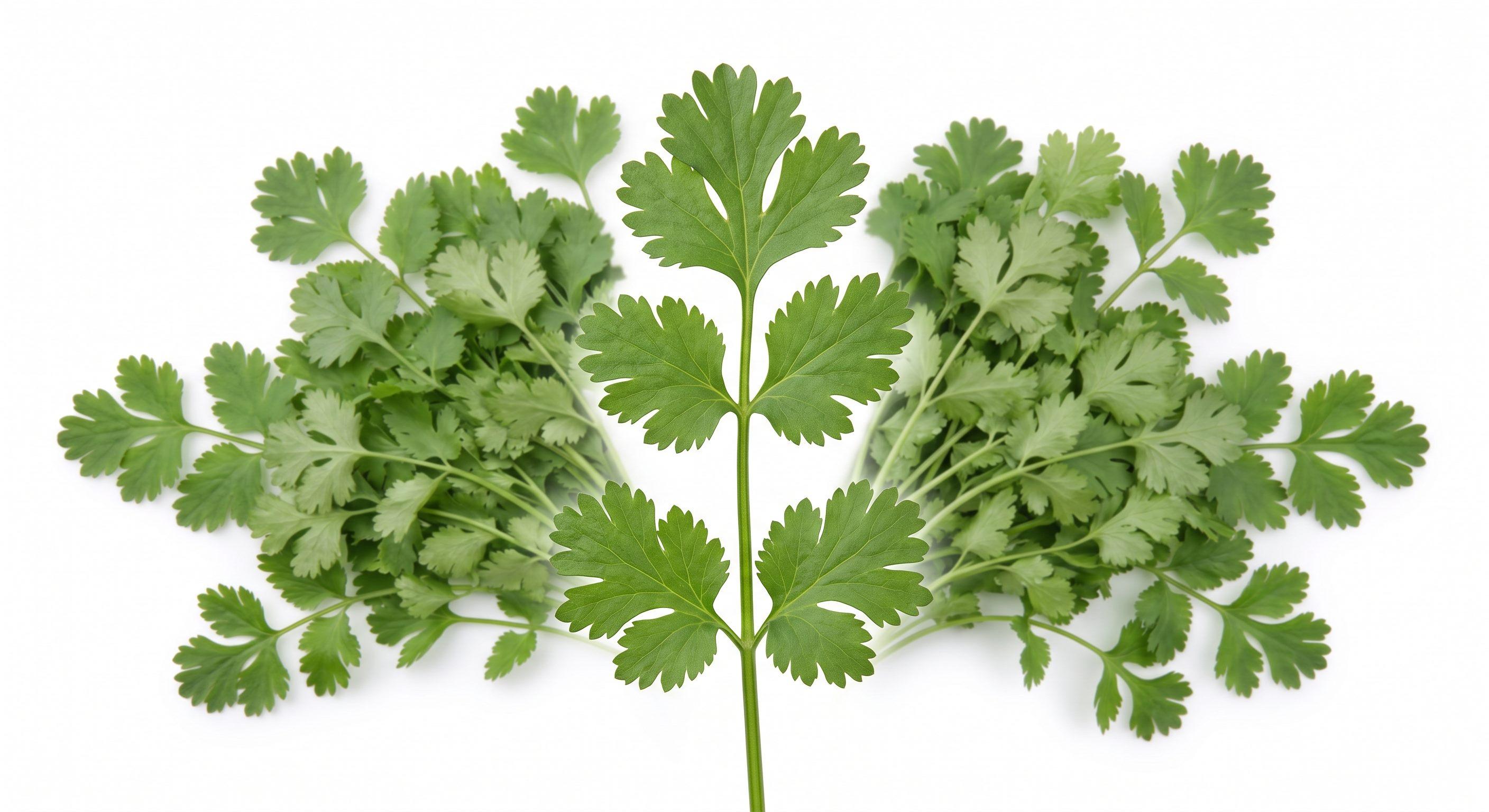 Coriander