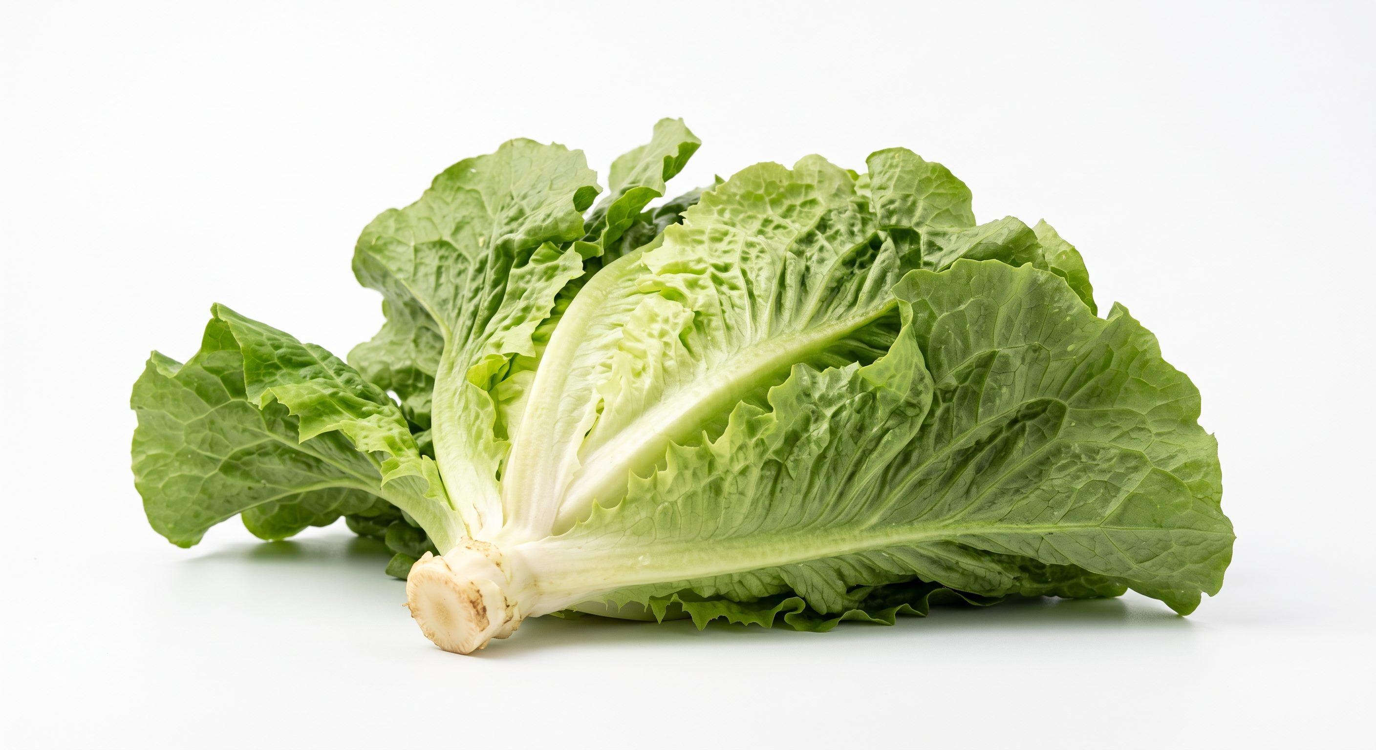 Ghanaian Lettuce