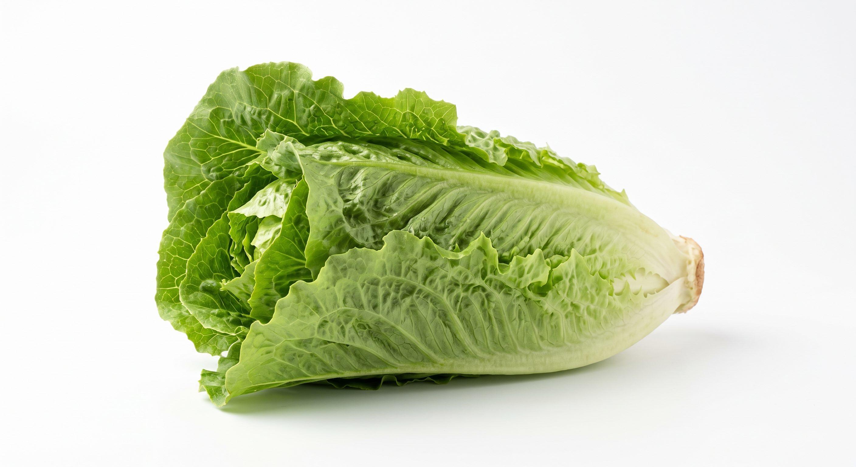 Lebanese Lettuce — Greenhouse