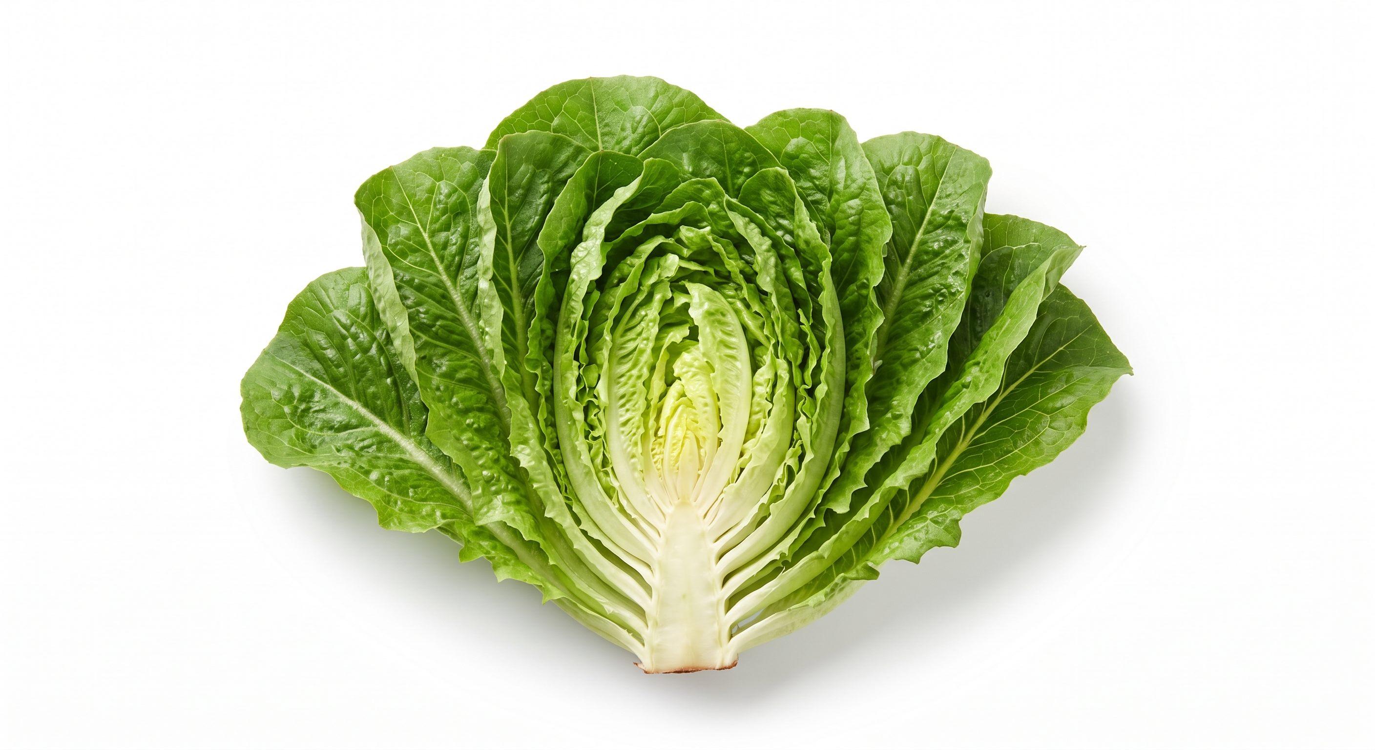 Romaine Lettuce